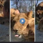 lion-switzerland-zoo-woman-seven-years