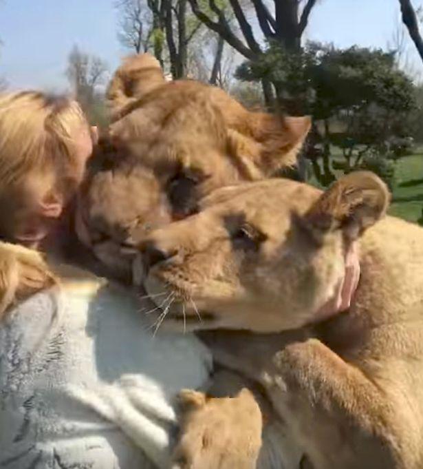 lions-amazing-reaction-after-seeing-woman-who-reared-them-for-first-time-in-seven-years-2